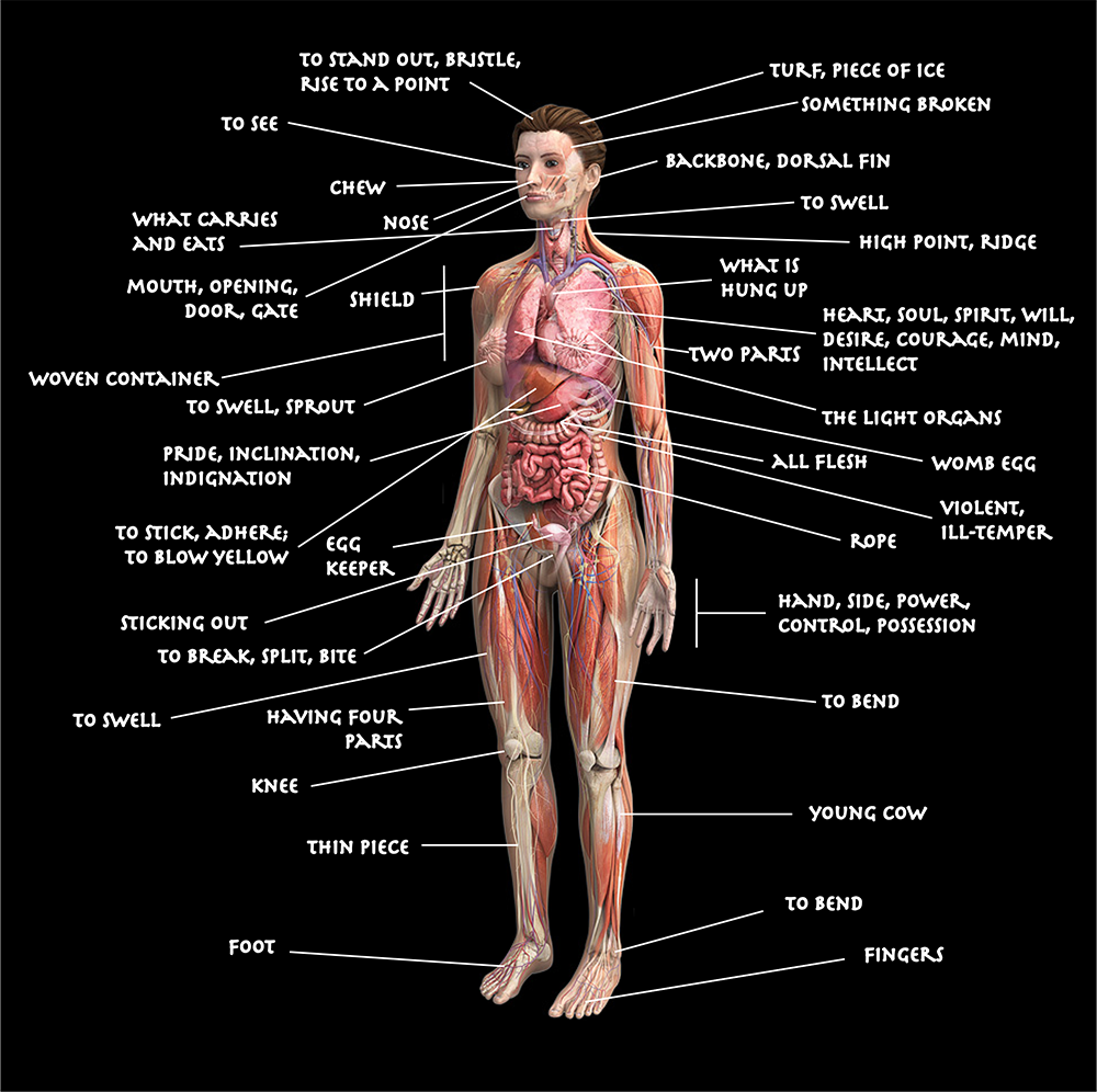 picture of human body parts